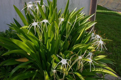 Spider Lily 2in pot — Eddie's Aquarium Centre | Aquarium Store